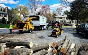 Best Tree Maintenance Programs  in Painted Post, NY