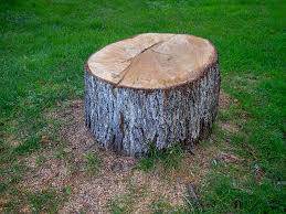Best Pest Control for Lawns  in Painted Post, NY