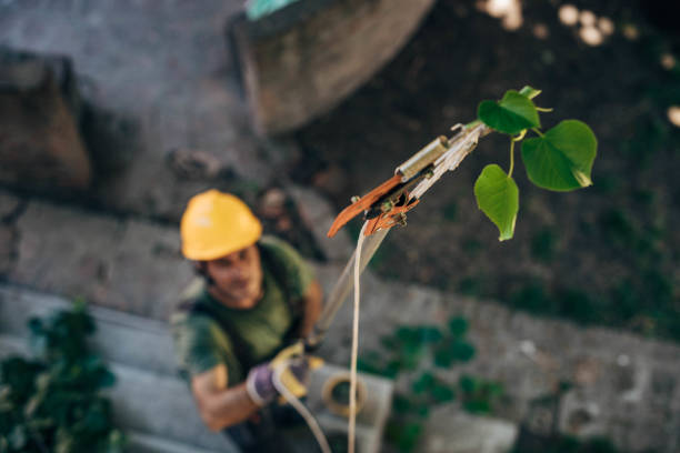 Best Tree Preservation Services  in Painted Post, NY