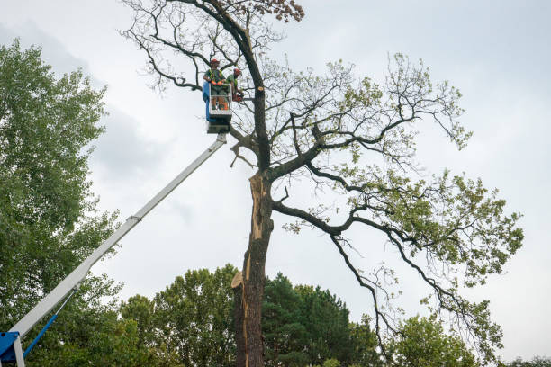 Best Tree Risk Assessment  in Painted Post, NY