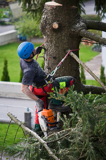 Best Utility Line Clearance  in Painted Post, NY