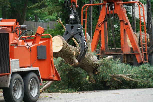 Best Firewood Processing and Delivery  in Painted Post, NY