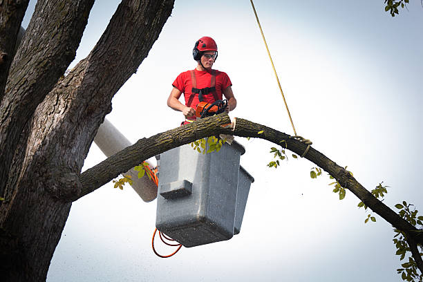 Best Storm Damage Tree Cleanup  in Painted Post, NY