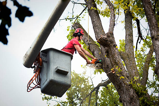 Best Root Management and Removal  in Painted Post, NY